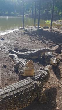 Ferme aux crocodilles, Playa Larga, Cuba