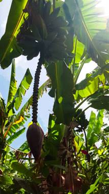 Plantation de Cacao, Baracoa, Cuba