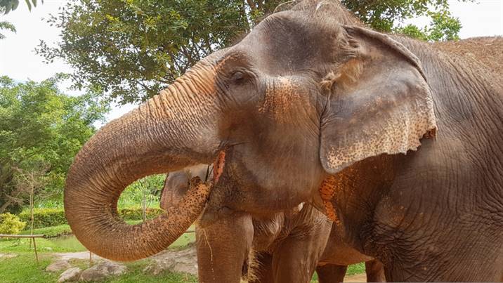 RTaï elephant care center, Thaïlande