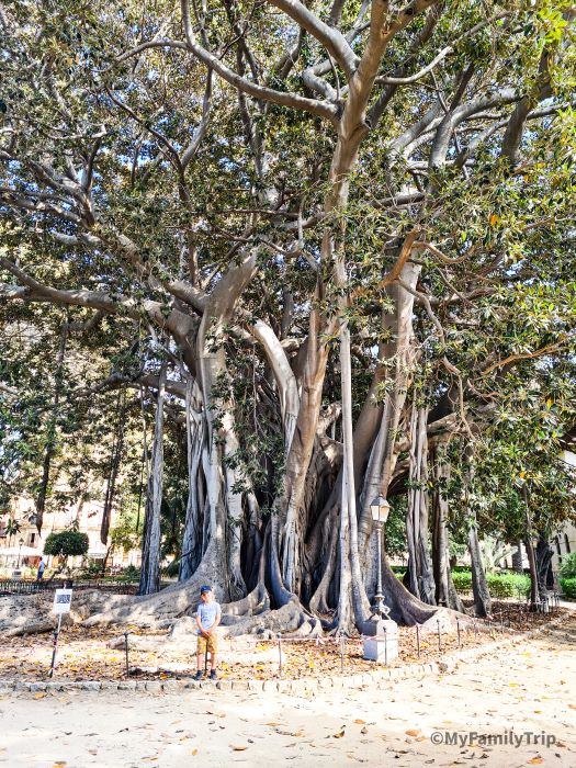 Ficus Magnoloides