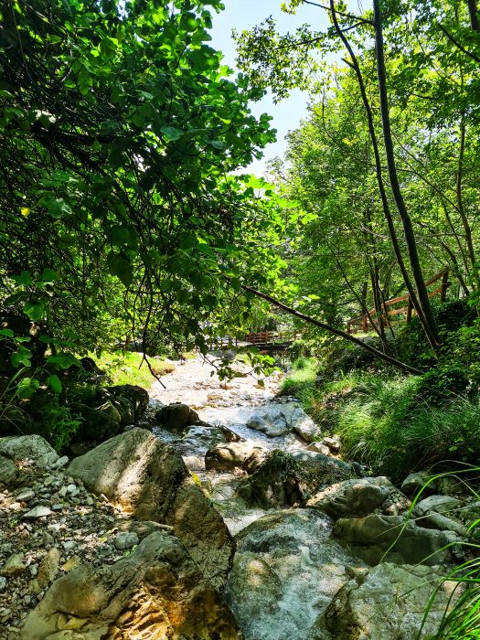 Ruisseau dans la foret