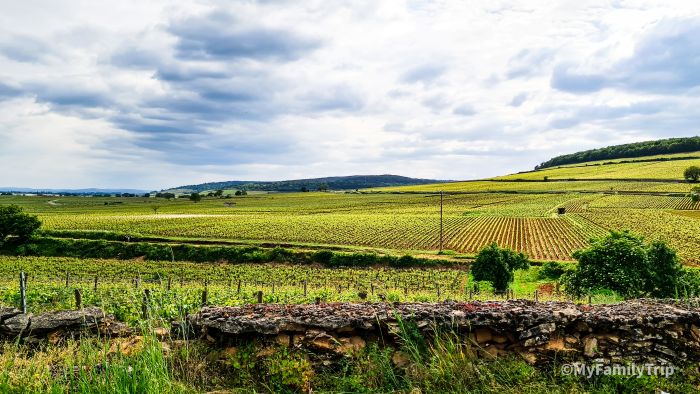 Les vignobles de la côte de nuit